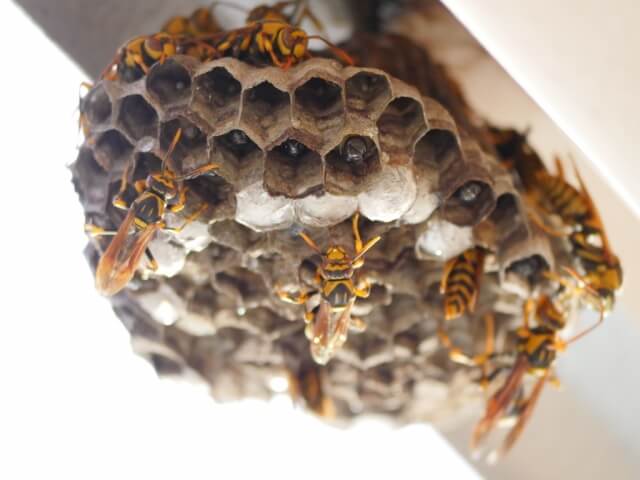  /><br />
 <br />
スズメバチとアシナガバチは見た目も似ていますが、どちらもスズメバチ科に属する蜂です。<br />
 <br />
スズメバチに比べアシナガバチの攻撃性が弱いとされていますが、同じスズメバチ科なので毒性においても多くの共通部分があります。<br />
 <br />
 <br />
アシナガバチは昆虫の幼虫等を食べますが、スズメバチはこの他にも蜂の巣を襲撃し、その蜂の幼虫を食べます。<br />
 <br />
つまりアシナガバチの巣があるということは、スズメバチを呼び寄せる可能性があるということです。<br />
 <br />
実際アシナガバチの巣を駆除しに伺うと、アシナガバチの巣を襲撃し幼虫を食べているスズメバチを何度か見たことがあります。<br />
 <br />
昆虫の世界は弱肉強食が常ですが、その頂点に君臨するのはスズメバチと言っても過言ではないでしょう。<br />
 <br />
 <br />
一方でアシナガバチも生き残るため、子孫を守るために必死です。<br />
 <br />
スズメバチの活動が最も盛んになる秋頃、アシナガバチの警戒態勢もかなりシビアになってきます。<br />
 <br />
アシナガバチは庭の害虫を捕獲してくれる益虫にも成りえますが、刺されてからでは遅いので、やはり早めに駆除しておいた方が無難でしょう。<br />
 <br />
蜂の巣駆除はご自身での作業で無く、必ずプロ業者に依頼して下さい。(世田谷区の職員は駆除してくれません。)<br />
 <br />
 </p>
<h2 class=